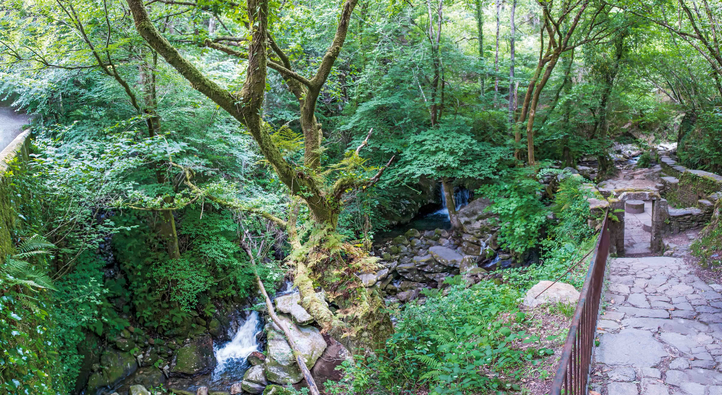 Fragas do Eume. El bosque atlántico de Europa