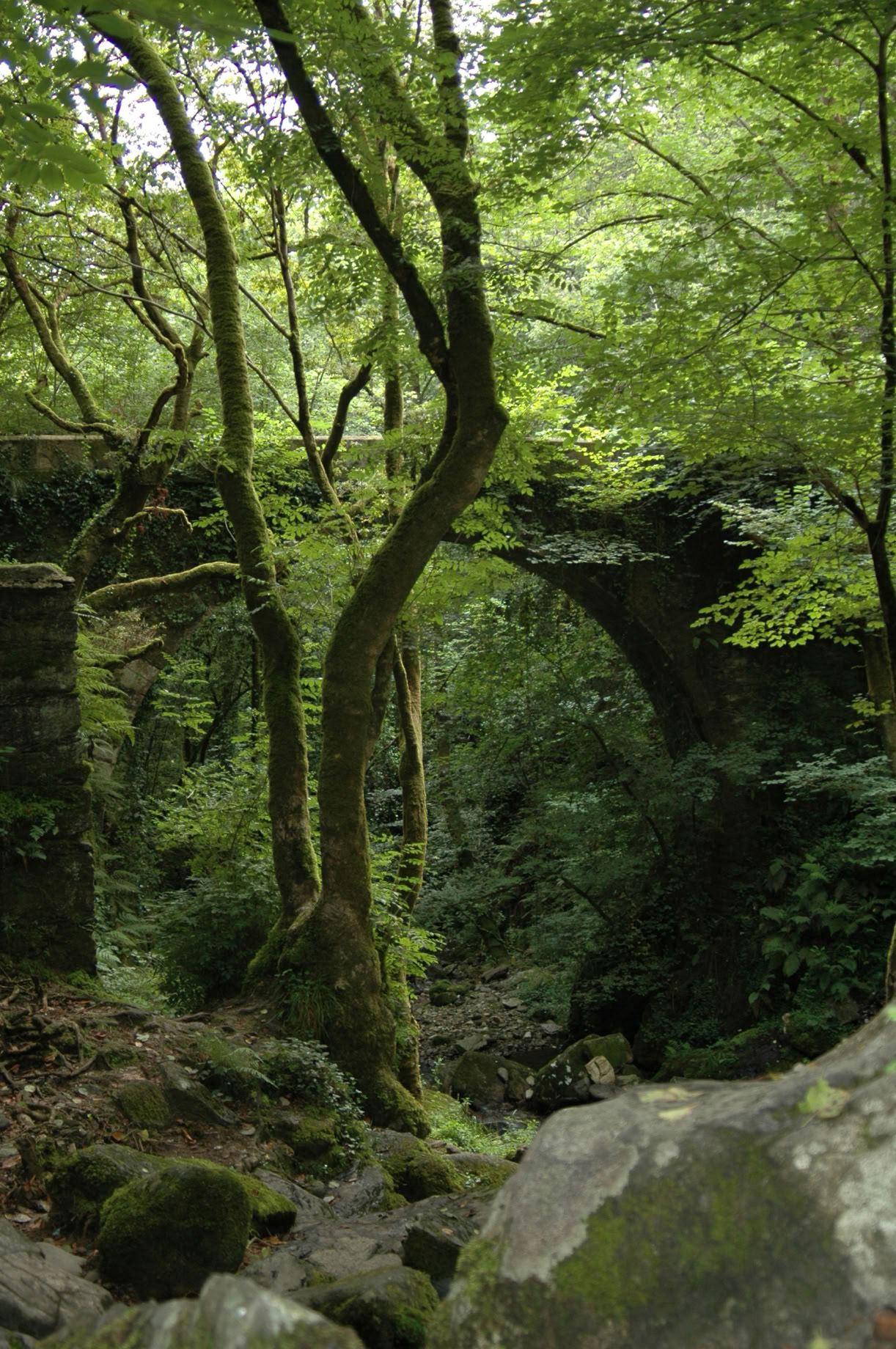 Fragas do Eume. El bosque atlántico de Europa